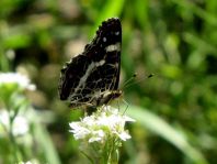 Landkärtchen, Araschnia levana