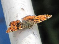 Landkärtchen, Araschnia levana