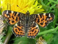 Landkärtchen, Araschnia levana
