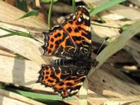 Landkärtchen, Sommergeneration, Araschnia levana
