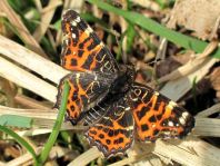 Landkärtchen, Sommergeneration, Araschnia levana