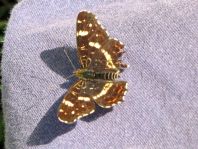 Landkärtchen, Araschnia levana