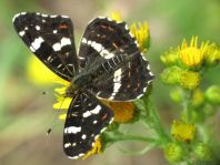 Landkärtchen, Sommergeneration, Araschnia levana