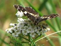 Landkärtchen, Sommergeneration, Araschnia levana