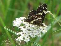 Landkärtchen, Sommergeneration, Araschnia levana