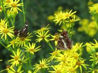 Landkärtchen, Sommergeneration, Araschnia levana