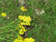 Landkärtchen, Sommergeneration, Araschnia levana