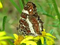 Landkärtchen, Sommergeneration, Araschnia levana