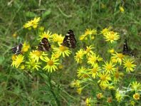 Landkärtchen, Sommergeneration, Araschnia levana