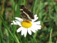 Landkärtchen, Sommergeneration, Araschnia levana