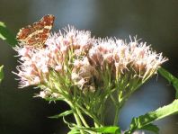 Landkärtchen, Araschnia levana