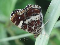 Landkärtchen, Araschnia levana