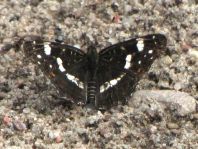 Landkärtchen, Sommergeneration, Araschnia levana