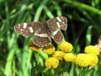 Landkärtchen, Sommergeneration, Araschnia levana