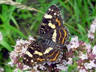 Landkärtchen, Frühjahrsgeneration, Araschnia levana