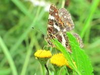 Landkärtchen, Sommergeneration, Araschnia levana
