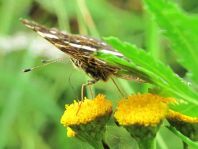 Landkärtchen, Sommergeneration, Araschnia levana