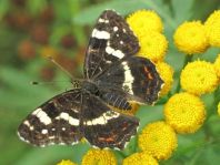 Landkärtchen, Sommergeneration, Araschnia levana