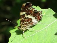 Landkärtchen, Araschnia levana