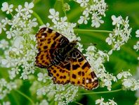 Landkärtchen, Sommergeneration, Araschnia levana