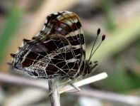 Landkärtchen, Frühjahrsgeneration, Araschnia levana