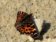 Landkärtchen, Frühjahrsgeneration, Araschnia levana