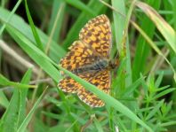 Boloria dia, Magerrasen-Perlmutterfalter
