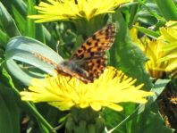 Boloria dia, Magerrasen-Perlmutterfalter