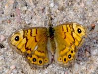 Mauerfuchs, Lasiommata megera