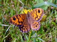 Mauerfuchs, Lasiommata megera