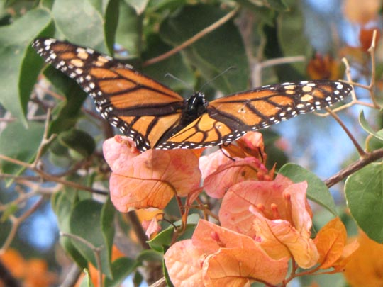Danaus plexippus, Monarch