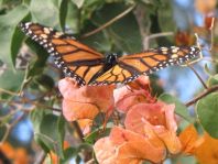 Danaus plexippus, Monarch