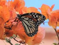 Danaus plexippus, Monarch