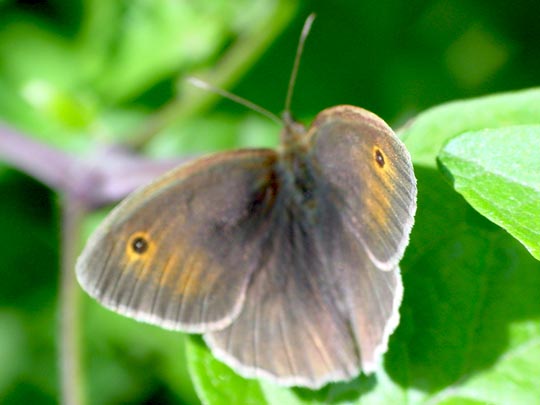 Ochsenauge, Maniola jurtina