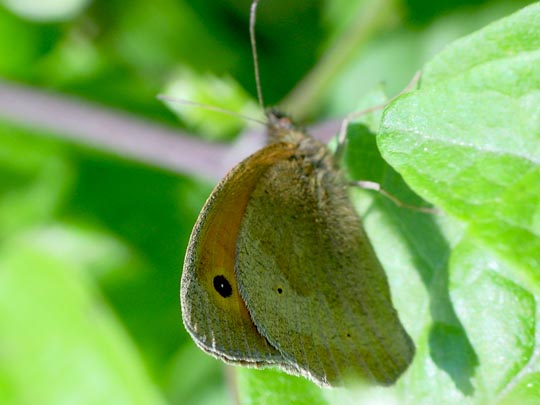 Ochsenauge, Maniola jurtina