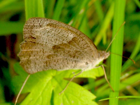 Ochsenauge, Maniola jurtina
