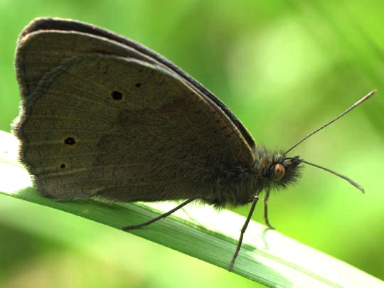 Ochsenauge, Maniola jurtina