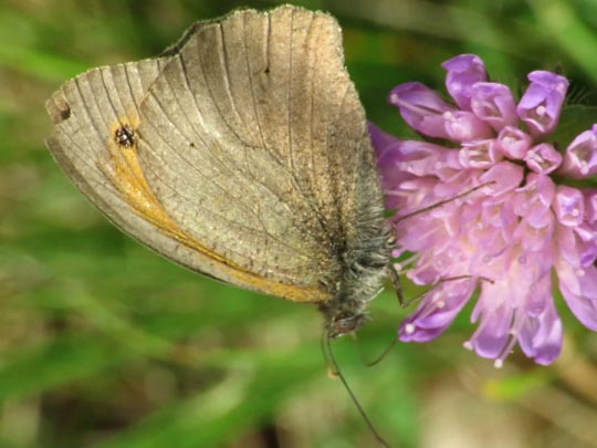 Ochsenauge, Maniola jurtina