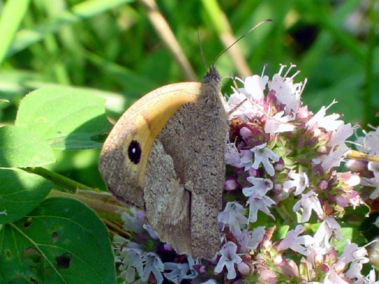 Ochsenauge, Maniola jurtina