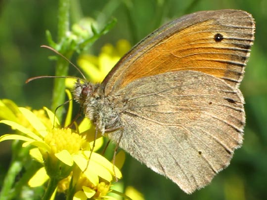 Ochsenauge, Maniola jurtina