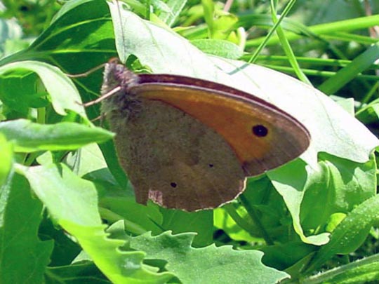 Ochsenauge, Maniola jurtina