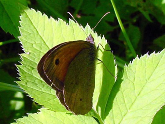 Ochsenauge, Maniola jurtina