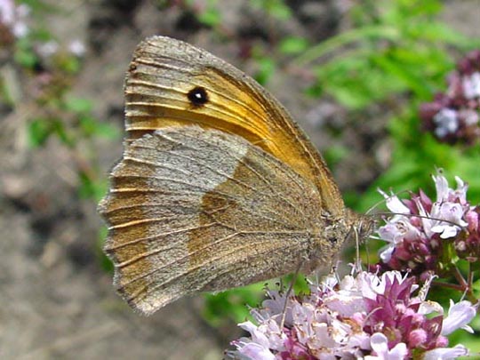 Ochsenauge, Maniola jurtina