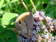 Ochsenauge, Maniola jurtina