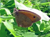 Ochsenauge, Maniola jurtina