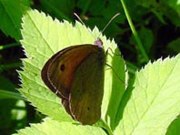 Ochsenauge, Maniola jurtina