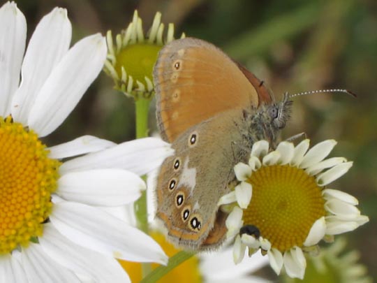 Coenonympha glycerion, Rotbraunes Wiesenvögelchen
