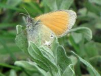 Coenonympha glycerion, Rotbraunes Wiesenvögelchen