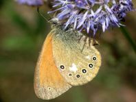 Coenonympha glycerion, Rotbraunes Wiesenvögelchen