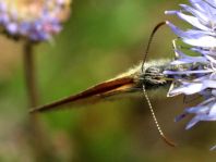 Coenonympha glycerion, Rotbraunes Wiesenvögelchen